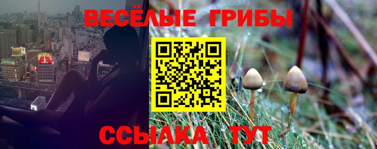 Псилоцибиновые грибы Cubensis  Галлюциногенные грибы Cubensis  Вход с VPN  Благовещенск 